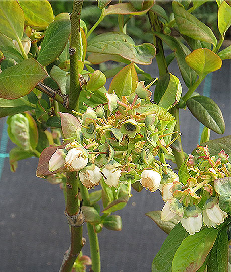 Лохина органічна