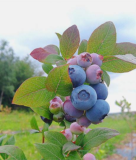 Лохина органічна